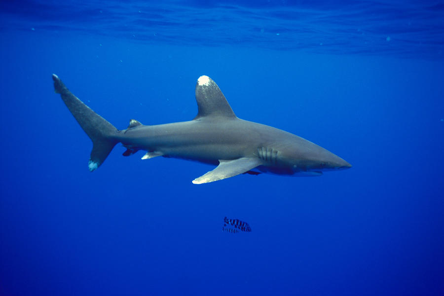 Oceanic whitetip stark dave fleetham
