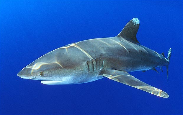 Oceanic whitetip