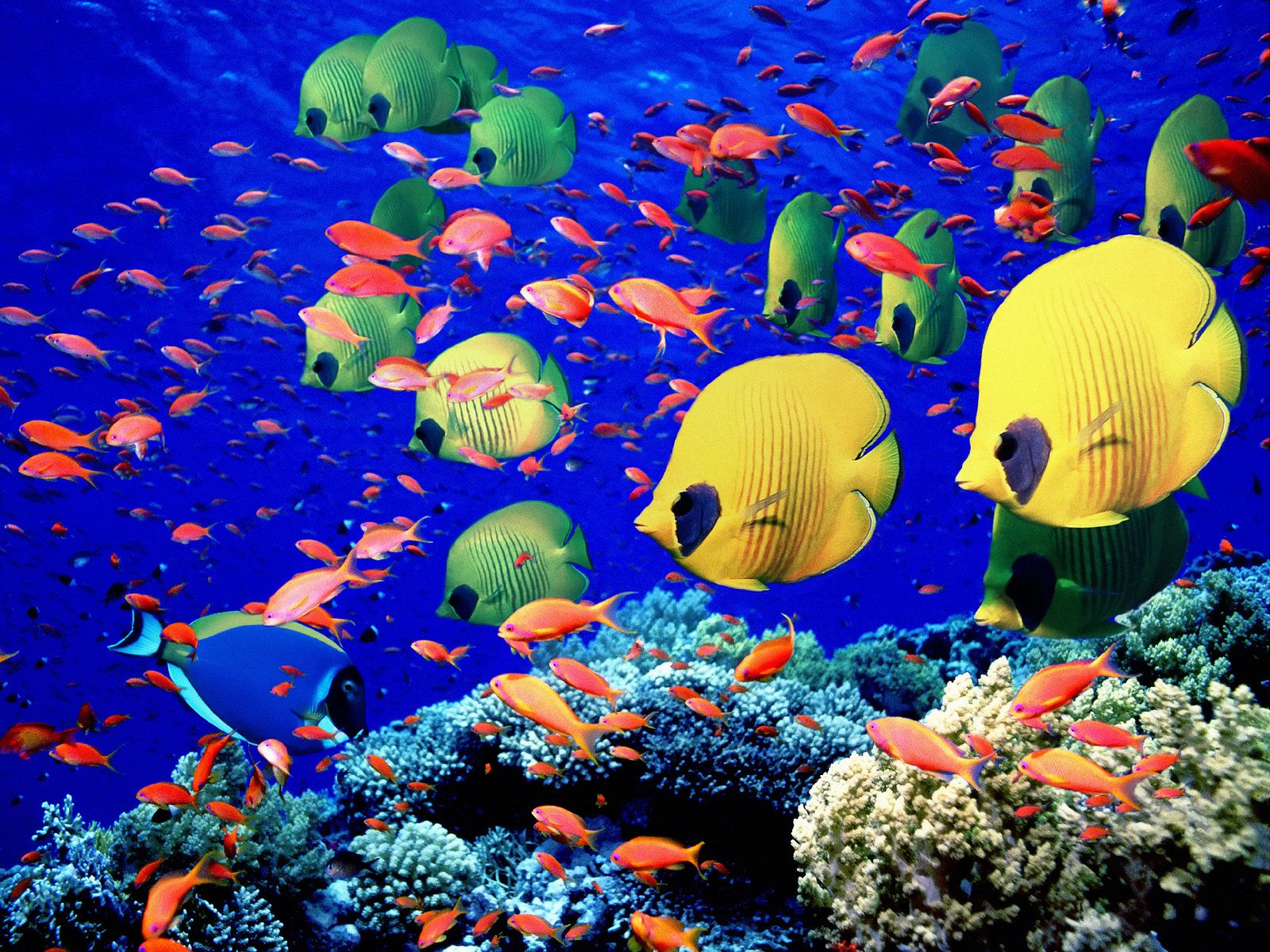 The Red-Sea underwater photos
