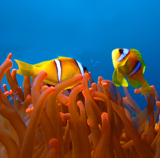 Clownfish
